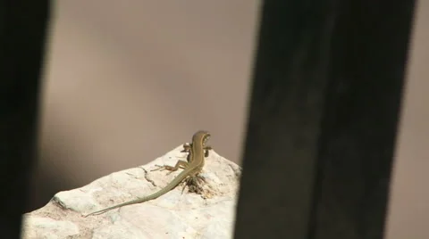 Lizard on a rock looking through bars Video stock 39998648