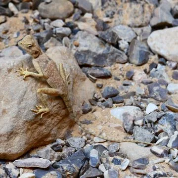 Lizard on a rock Stock Photos