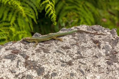 Lizard on rock Stock Photos