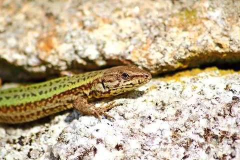 Lizard on a rock Stock Photos