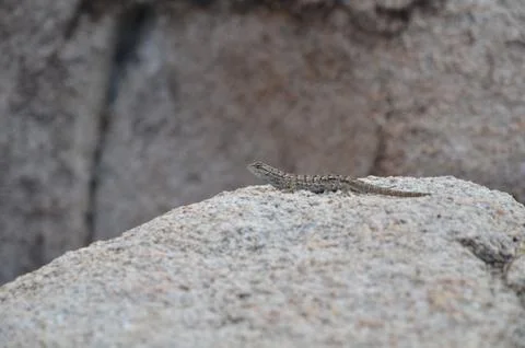 Lizard on the rock Stock Photos