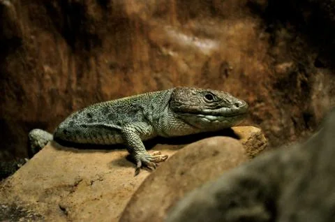 Lizard on a rock Stock Photos