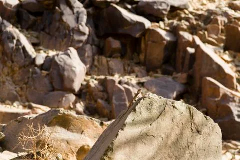 Lizard on a rock Stock Photos