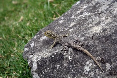 Lizard on the rock Stock Photos