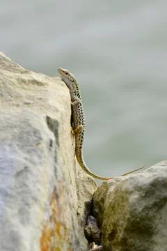 Lizard on a rock Stock Photos