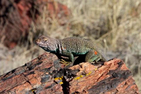 Lizard on Rock Stock Photos