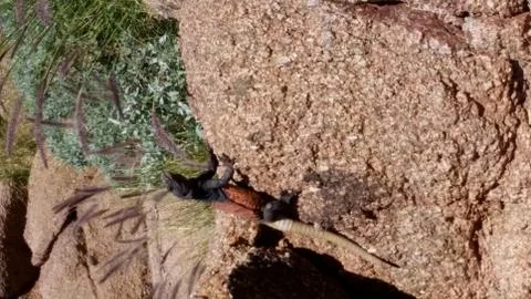 Lizard on a rock Stock Photos