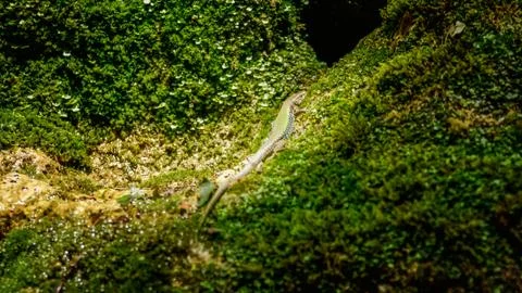 Lizard on rock Stock Photos
