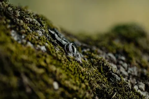 Lizard on rock	 Stock Photos