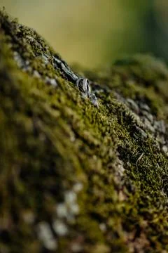 Lizard on rock	 Stock Photos