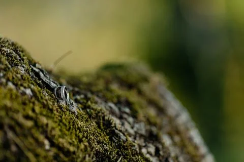 Lizard on rock	 Foto stock