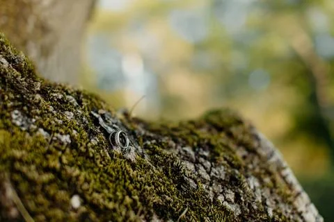 Lizard on rock	 Stock Photos