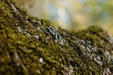 Lizard on a rock	 Foto stock