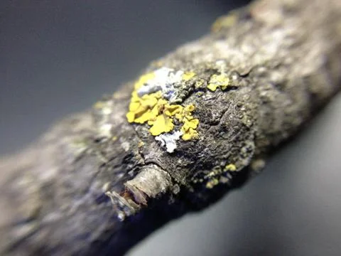 Lizard on a rock	 Stock Photos