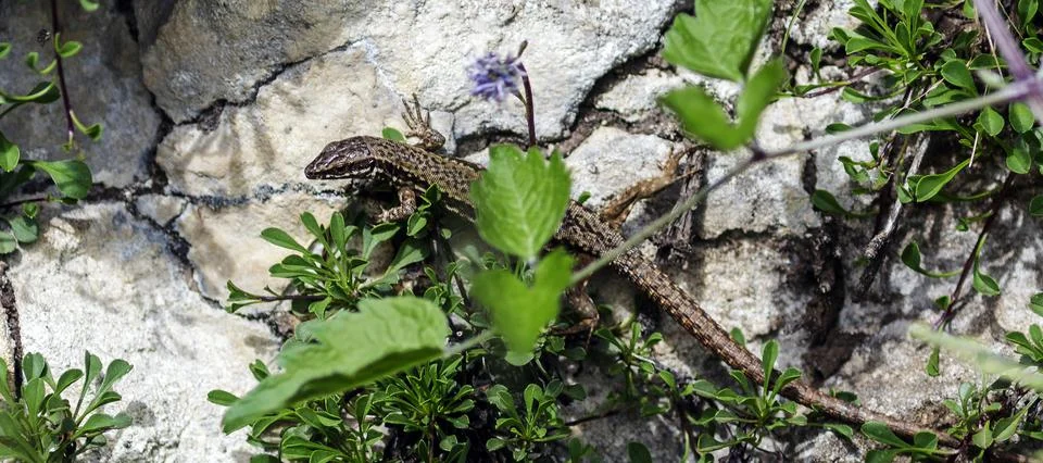 A lizard on a rock Stock Photos