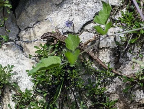 A lizard on a rock Stock Photos