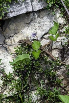 A lizard on a rock Stock Photos
