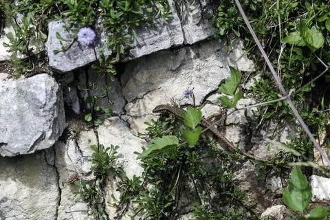 A lizard on a rock Foto stock