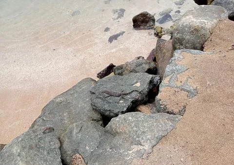 Lizard on a rock Stock Photos
