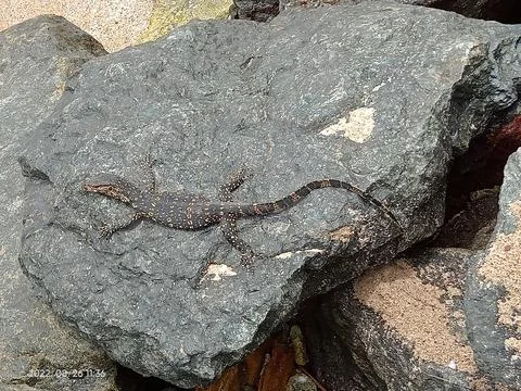 Lizard on a rock Stock Photos