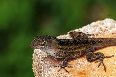 Lizard Rock Foto stock