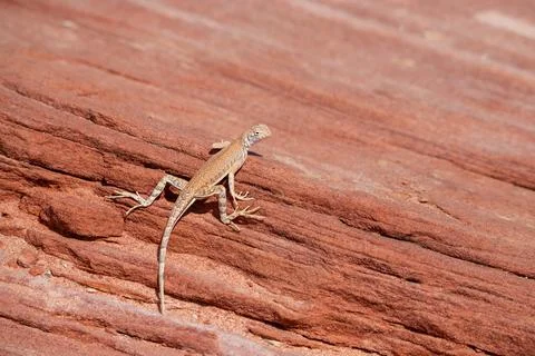 A lizard is on a rock Stock Photos