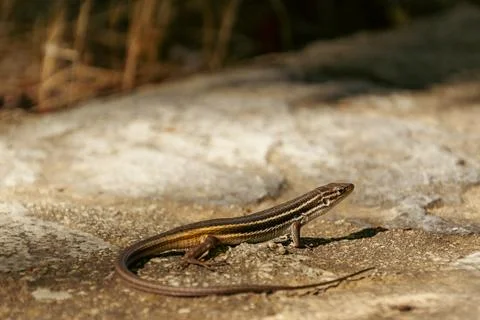 Lizard on a Rock Stock Photos