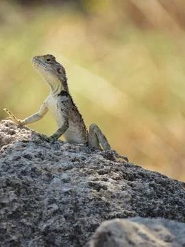 Lizard on a Rock Stock Photos