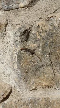 Lizard on rock Stock Photos