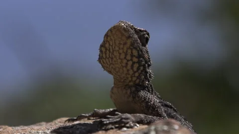 Lizard on rock runs off. Stock-Footage 142652864