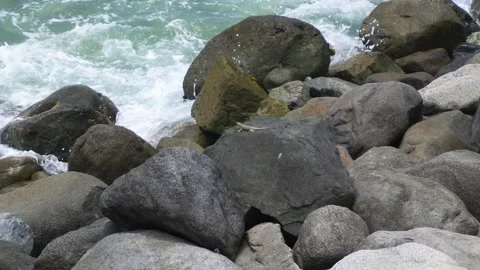 A lizard on a rock on the sea shore looking at the waves of the sea crashing 스톡 동영상 193062230