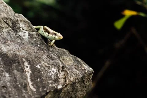 Lizard on the rock stood still  the background of the jungle i Stock Photos