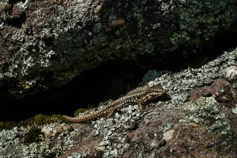 Lizard on a rock in the sun Stock Photos
