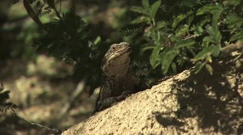 Lizard on a Rock Surrounded By Shrubs Video stock 19053928