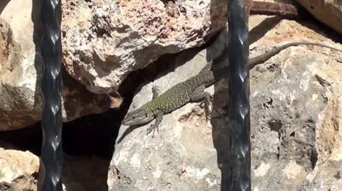 Lizard on rock zoom in Stock Footage 25110128