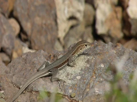 Lizard on rocks in Antigua Stock Footage 709106