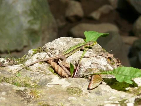 Lizard on the rocks basking in the sun Stock Photos