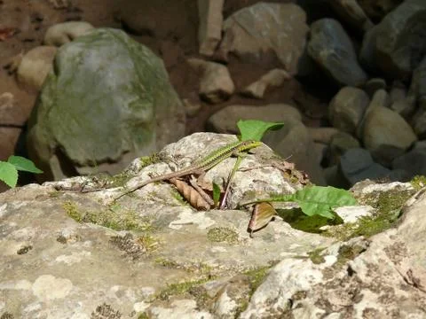 Lizard on the rocks basking in the sun Stock Photos
