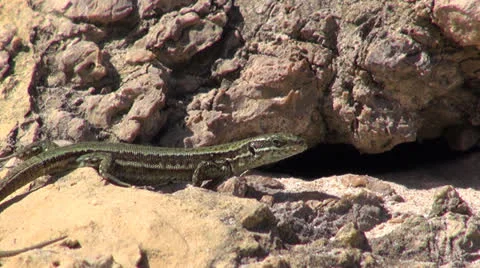 Lizard on the rocks Stock Footage 24244451