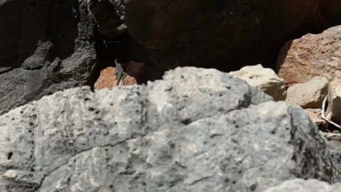 Lizard, Rocks, Grand Canyon 動画素材 169245211