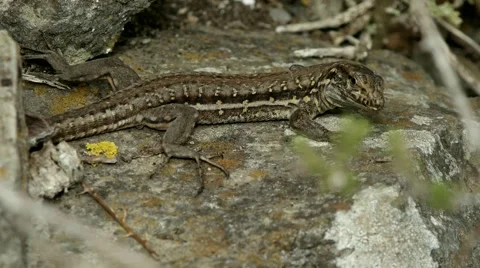 Lizard on the rocks nature, moving quickly 1080p Stock Footage 62904599