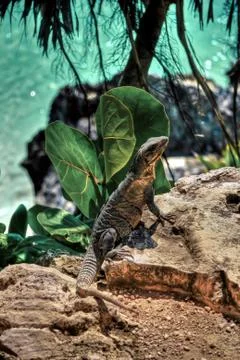 Lizard on the rocks Stock-Fotos