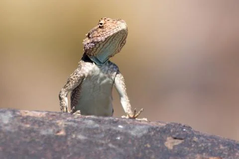Lizard on the rocks Stock Photos