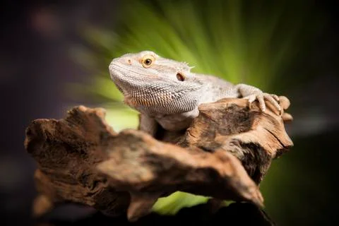 Lizard root, Bearded Dragon on black mirror background Free Stock Photos