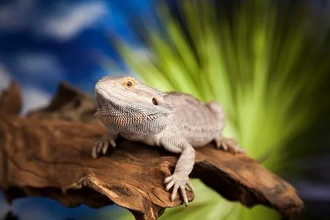 Lizard root, Bearded Dragon on black mirror background Free Stock Photos