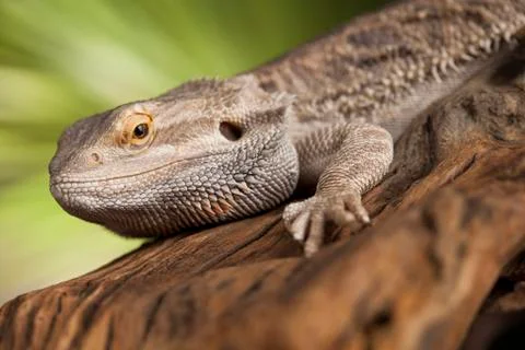 Lizard root, Bearded Dragon on black mirror background Free Stock Photos
