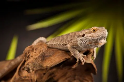 Lizard root, Bearded Dragon on green background Foto stock gratuite