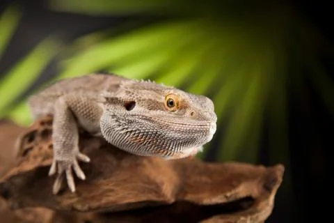 Lizard root, Bearded Dragon on green background Free Stock Photos