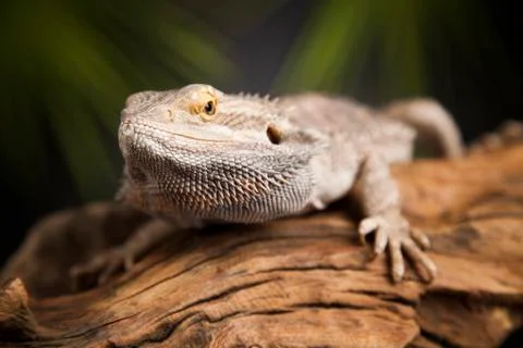 Lizard root, Bearded Dragon on green background Free Stock Photos