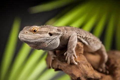 Lizard root, Bearded Dragon on green background Free Stock Photos